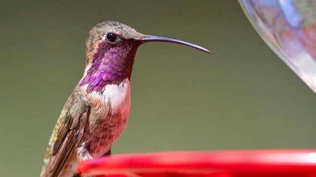 Ash Canyon Bed And Breakfast Hereford Az Roadtrippers