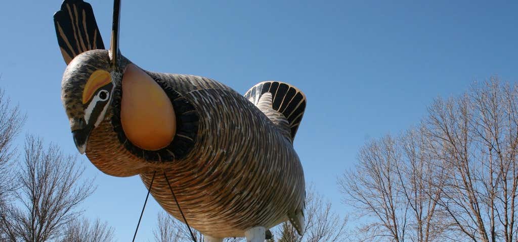 Photo of World's Largest Booming Prairie Chicken