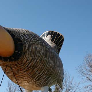 World's Largest Booming Prairie Chicken