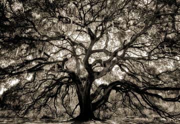 Photo of Candler Oak