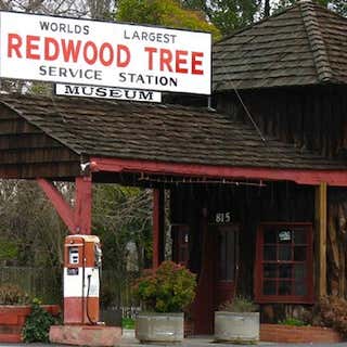 World's Largest Redwood Tree Service Station