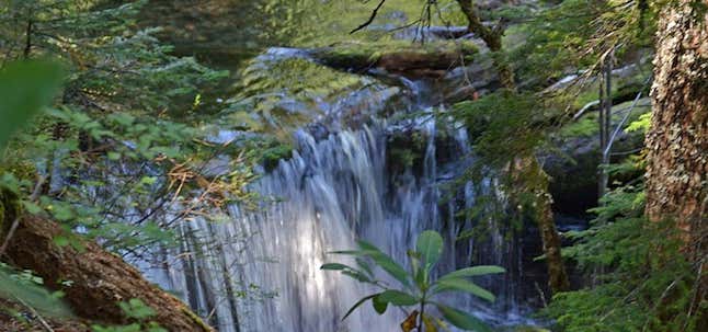 Photo of Diamond Creek Falls Trail