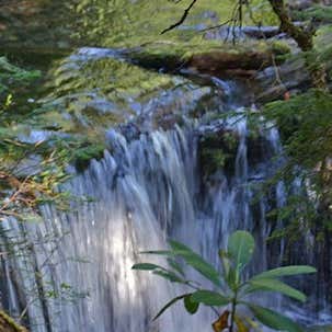 Diamond Creek Falls Trail