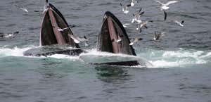Spirit of Orca Whale and Wildlife Tours