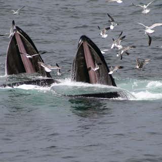 Spirit of Orca Whale and Wildlife Tours