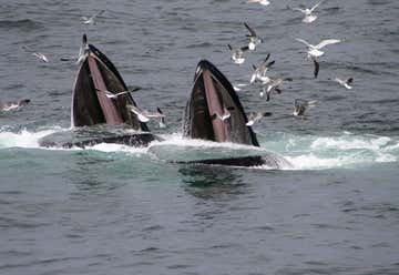 Photo of Spirit of Orca Whale and Wildlife Tours