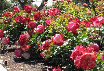 Photo of Inez Grant Parker Memorial Rose Garden