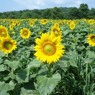 Sussex County Sunflower Maze