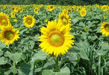 Photo of Sussex County Sunflower Maze