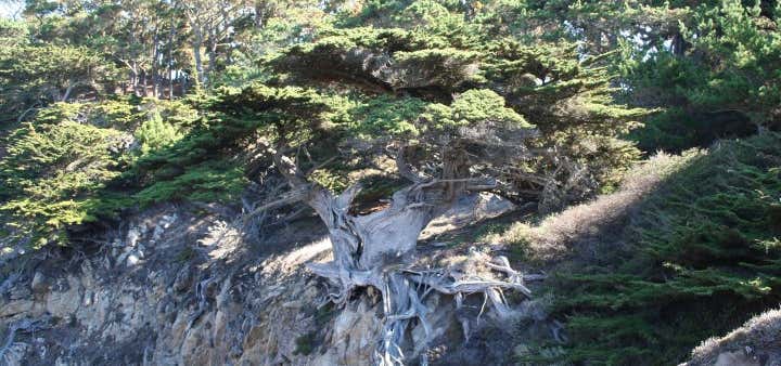 Photo of North Shore Trail - Point Lobos