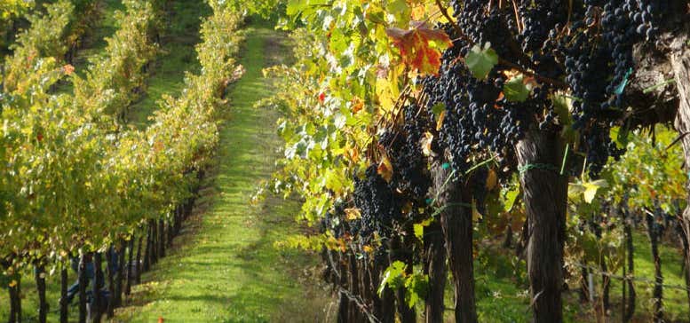 Photo of Passalacqua Winery
