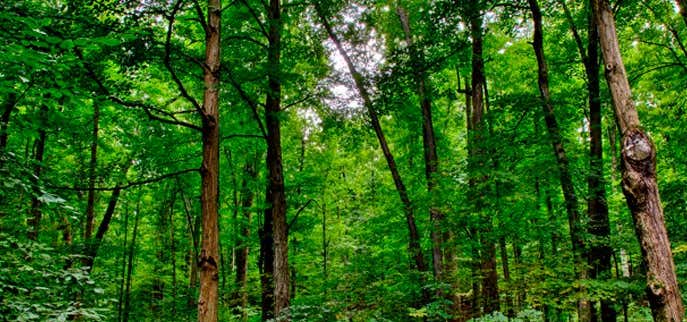 Photo of The Sacred Grove