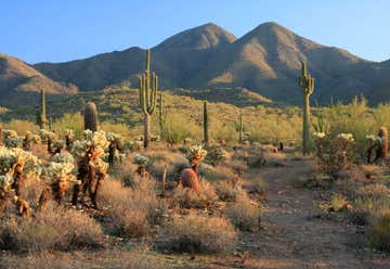 Photo of Ironwood Forest Nat'l Monument