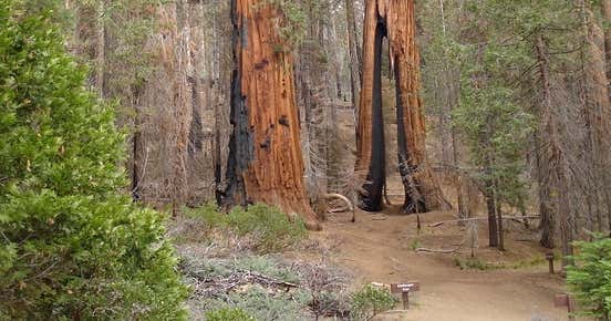Bridalveil Creek Campground, Yosemite Valley | Roadtrippers