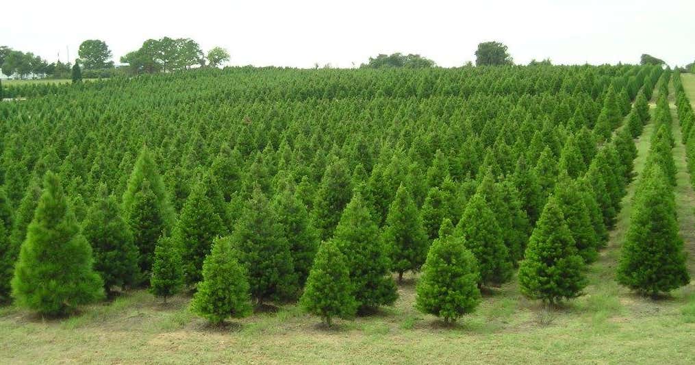 Elgin Christmas Tree Farm, Elgin Roadtrippers