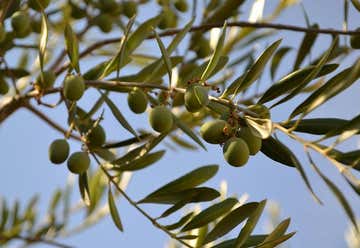 Photo of Olea Farm Olive Oil