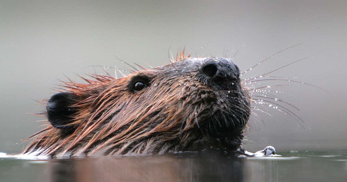 Escape to the Wild: Unwinding at Ohio's Tiffin River Wildlife Area