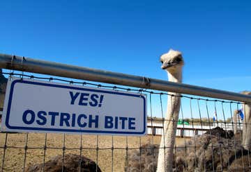 Photo of Rooster Cogburn Ostrich Ranch