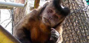 Primate Rescue Center