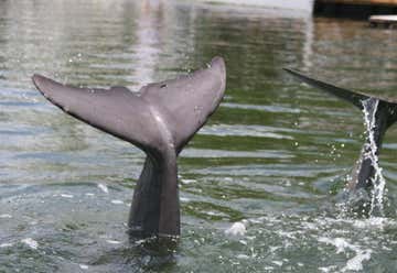 Photo of Dolphin Cove