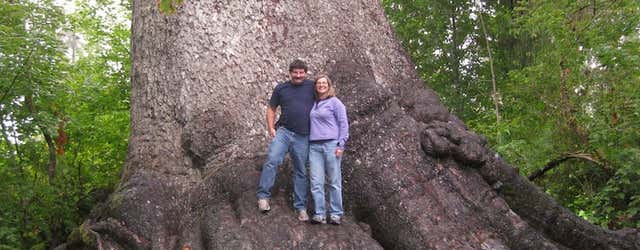 World's Largest Spruce Tree