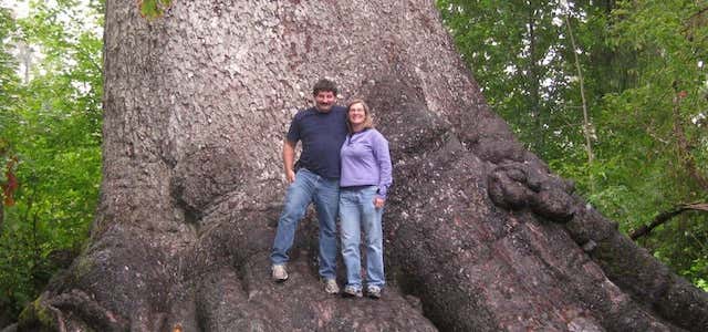 Photo of World's Largest Spruce Tree
