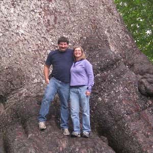 World's Largest Spruce Tree
