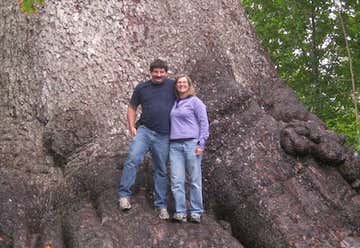 Photo of World's Largest Spruce Tree