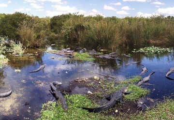 Photo of Everglades Day Safari