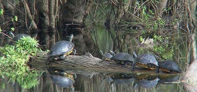 Photo of Wildlife Sanctuary Of Northwest Florida, Inc.