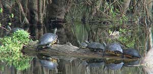 Wildlife Sanctuary Of Northwest Florida, Inc.