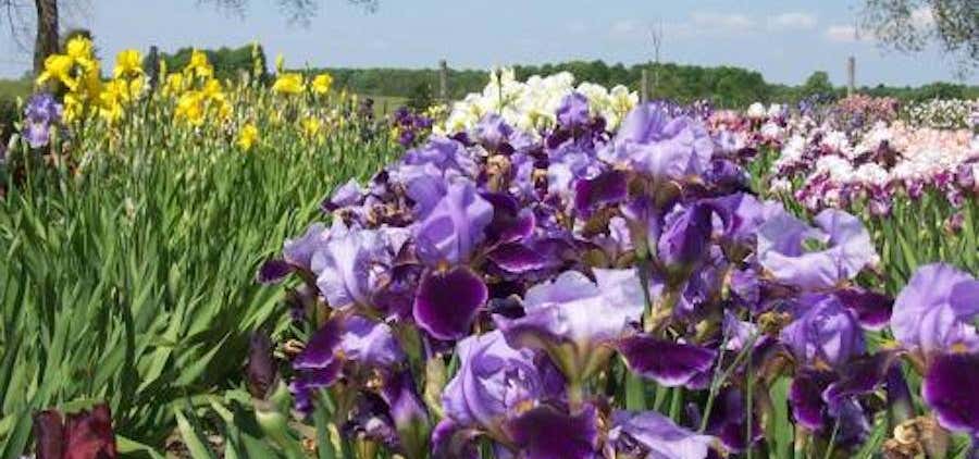 Photo of Dorothy's Iris Garden