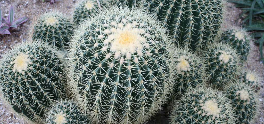 Photo of Bell Park Cacti Garden