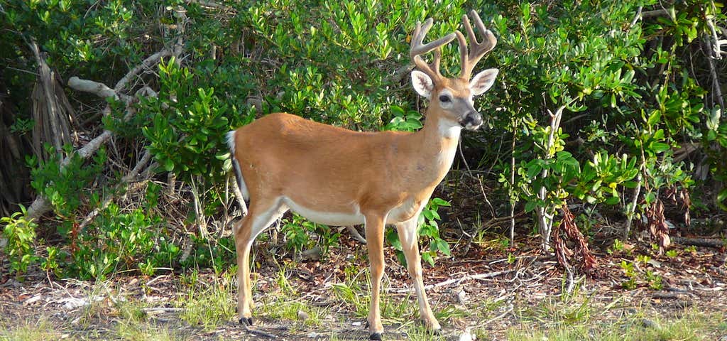 Photo of National Key Deer Refuge