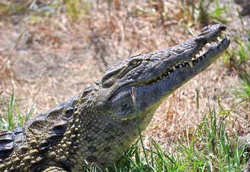 Photo of Crocodile Encounter