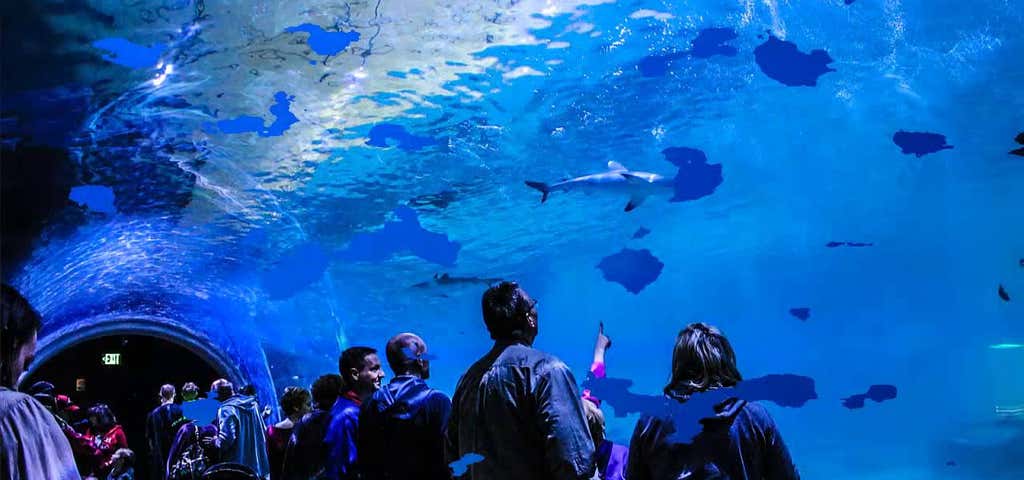 Photo of Loveland Aquarium