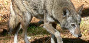 Wolf Howl Animal Preserve, LLC