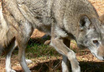 Photo of Wolf Howl Animal Preserve, LLC