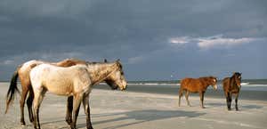 Cumberland Island National Seashore Visitor's Center