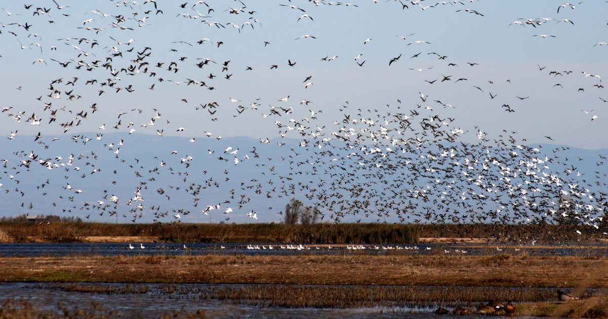 Sacramento National Wildlife Refuge, Willows | Roadtrippers