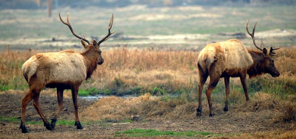 Photo of Tule Elk Reserve State Park