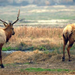 Tule Elk Reserve State Park