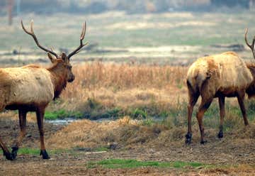 Photo of Tule Elk Reserve State Park