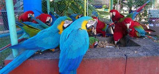 Photo of Uncle Sandy's Macaw Bird Park