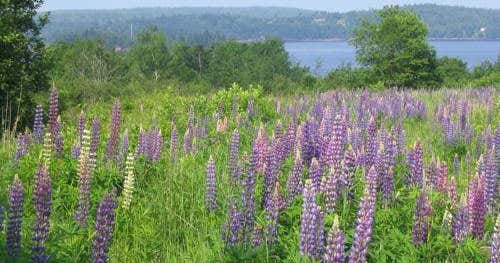 Kingsbrae Arms Relais & Chateaux, New Brunswick | Roadtrippers