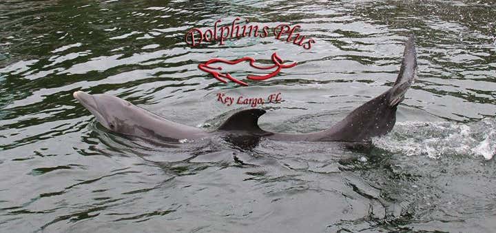 Photo of Dolphins Plus, Inc.