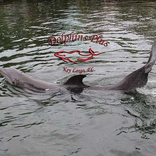 Dolphins Plus, Inc.