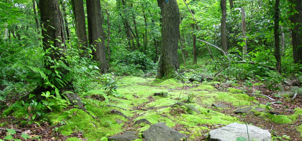 Photo of Laurel Hill State Park