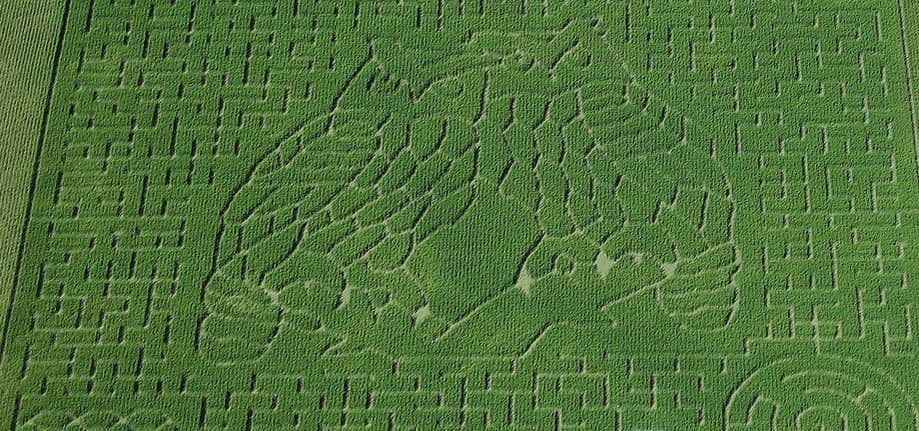 Photo of Heartland Country Corn Maze