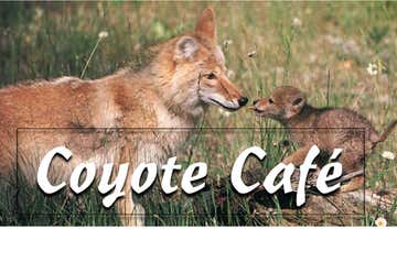Photo of Coyote Café